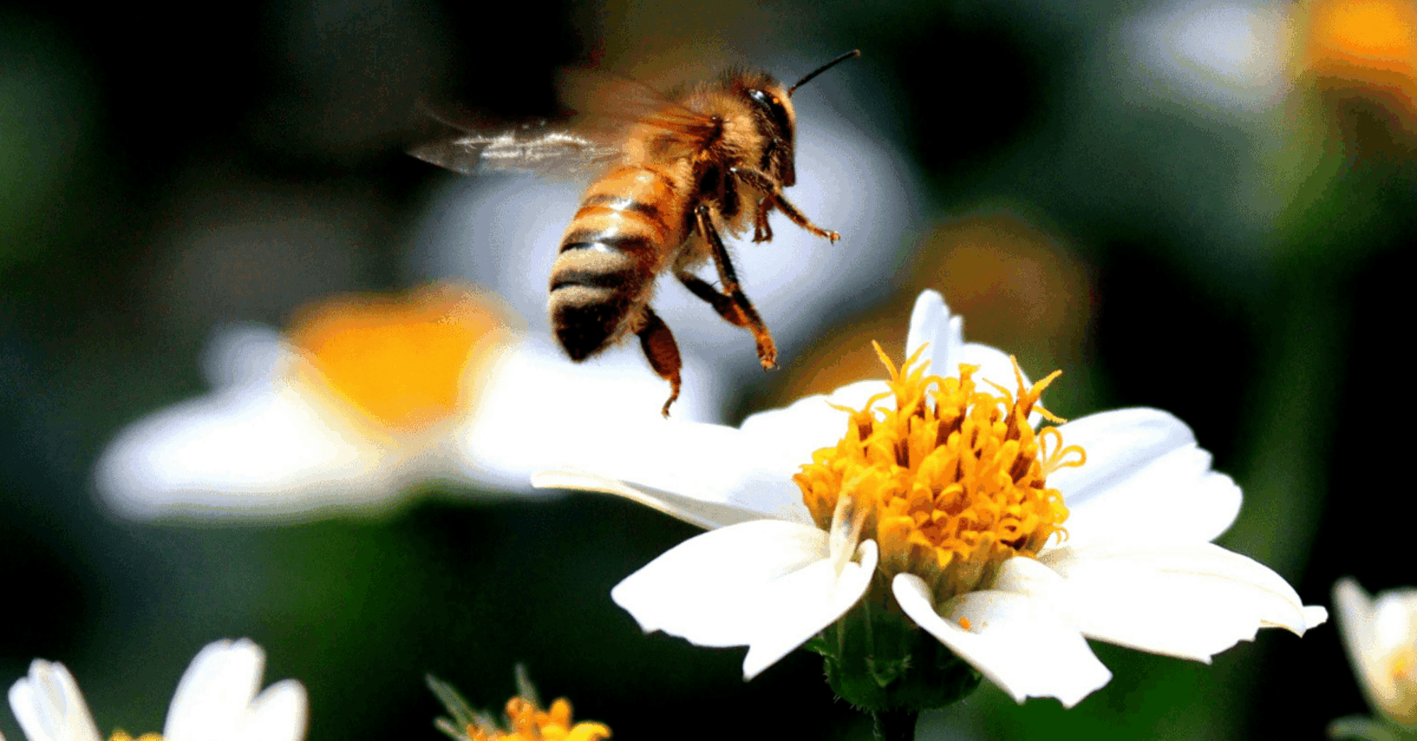 8 tips voor een duurzame tuin featured