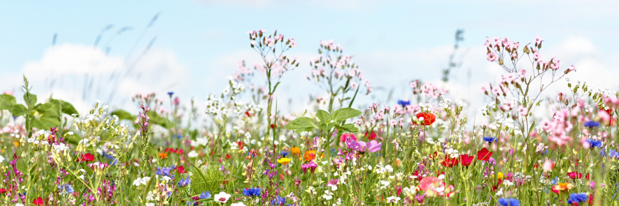 WEB Blog afbeeldingen 2026 10