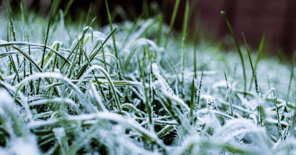 Tuin winterklaar maken