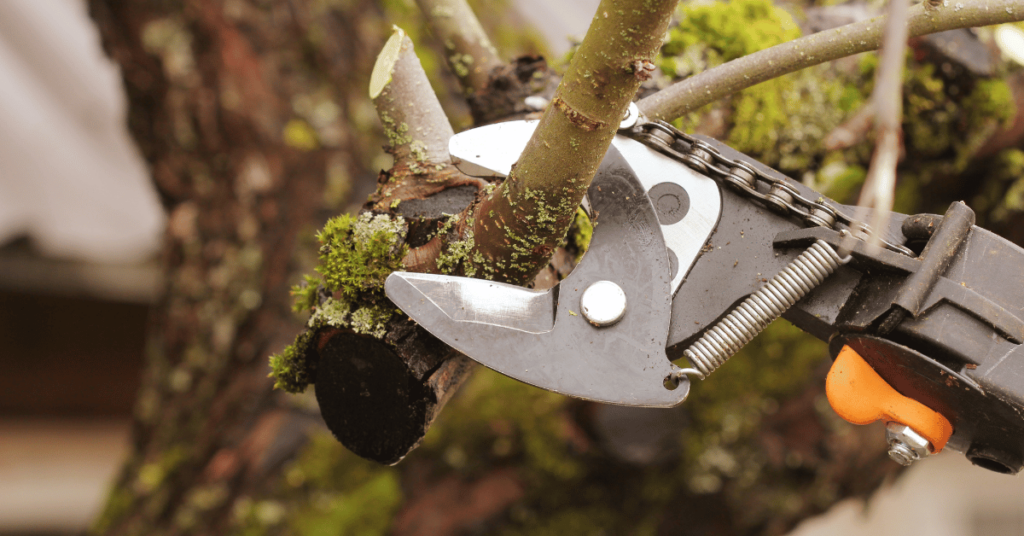 Tuin winterklaar maken