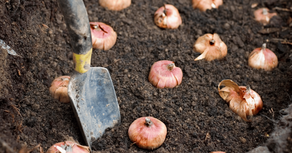 Tuin winterklaar maken